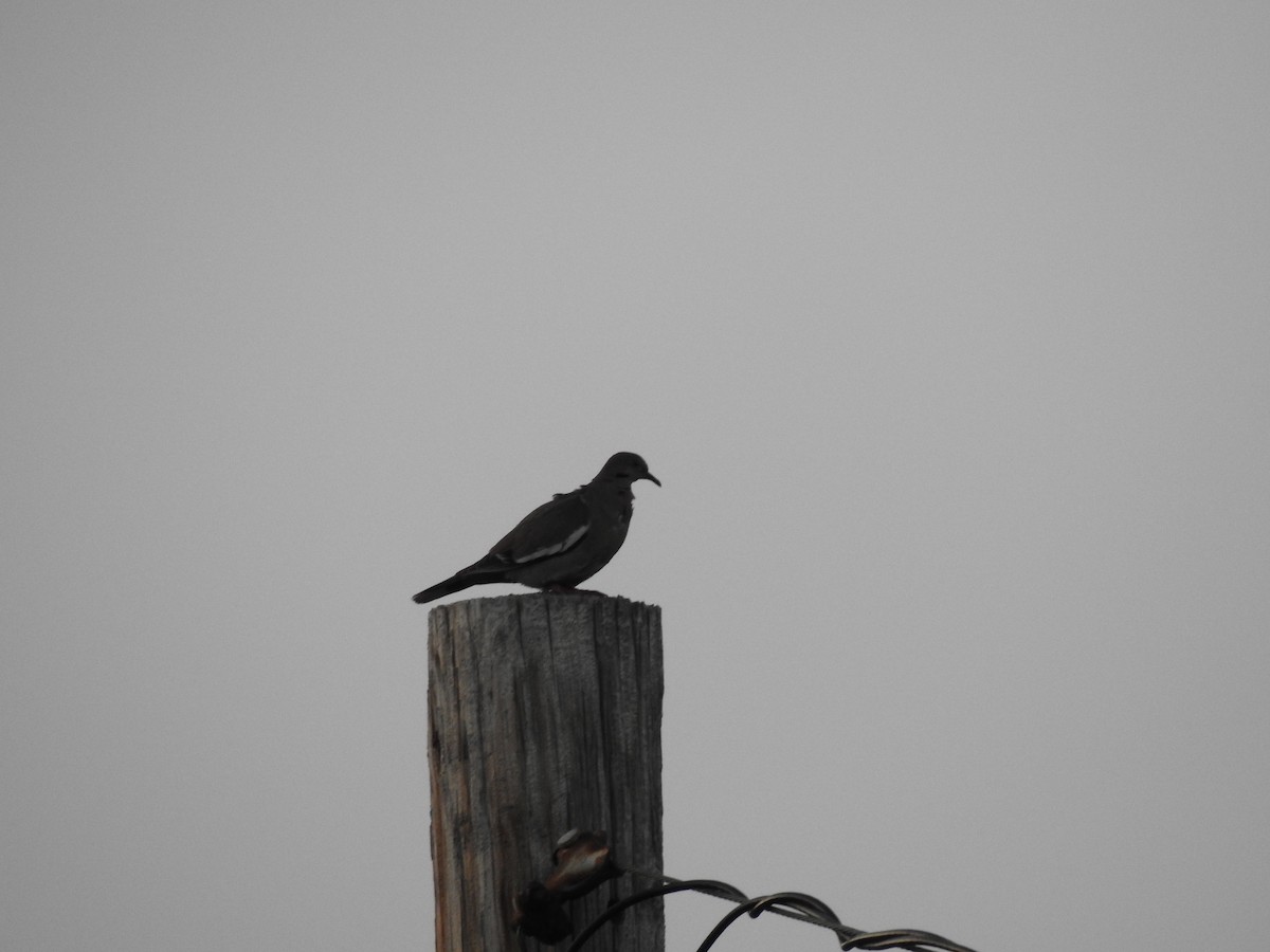 White-winged Dove - ML591616461