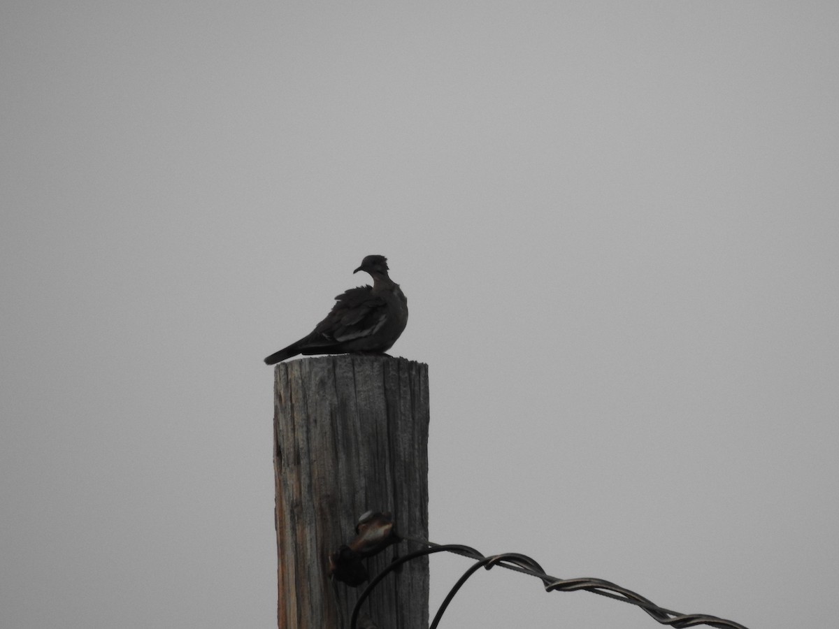 White-winged Dove - ML591616471