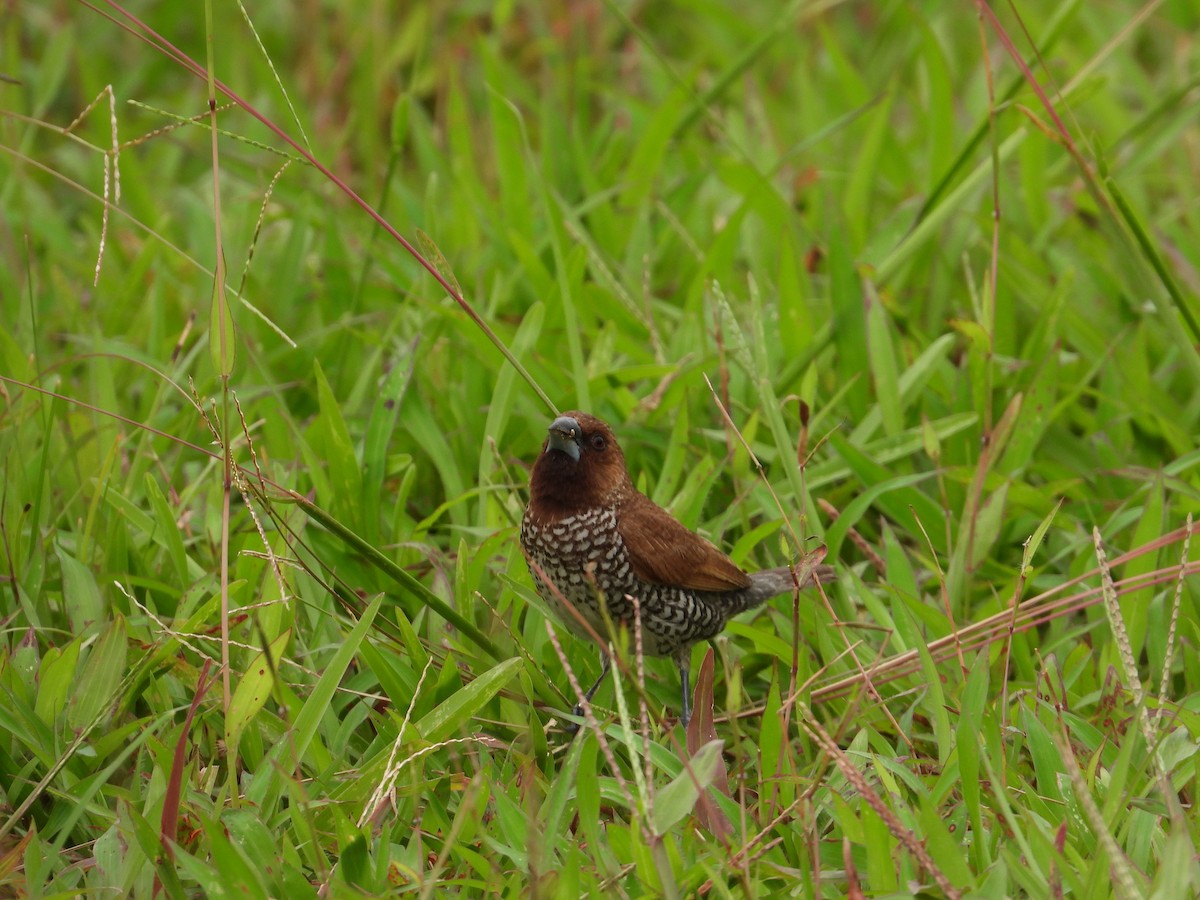 Scaly-breasted Munia - ML591616541