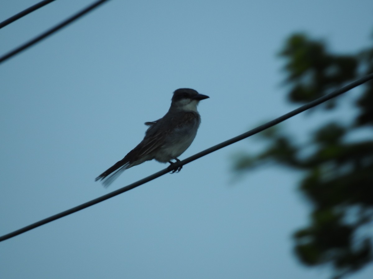Gray Kingbird - Ankit Vikrant