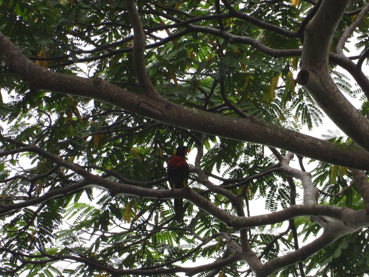 Coconut Lorikeet - ML591616761