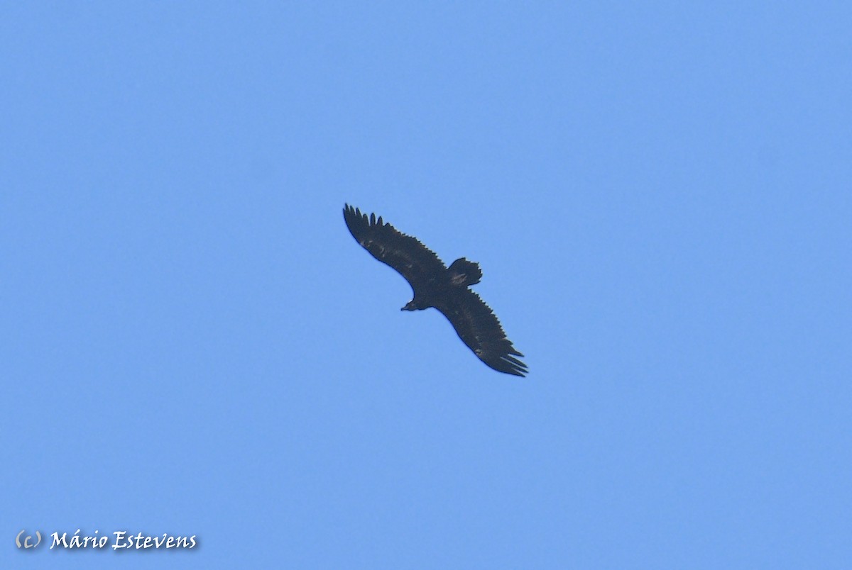 Cinereous Vulture - ML591616991