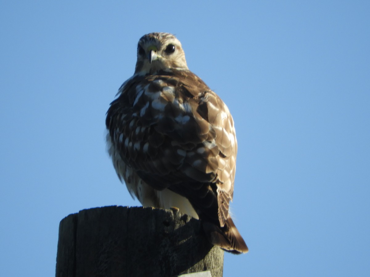 Broad-winged Hawk - ML591617051