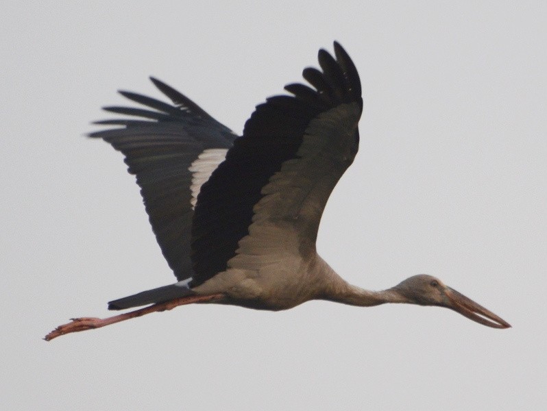 Asian Openbill - ML591618051