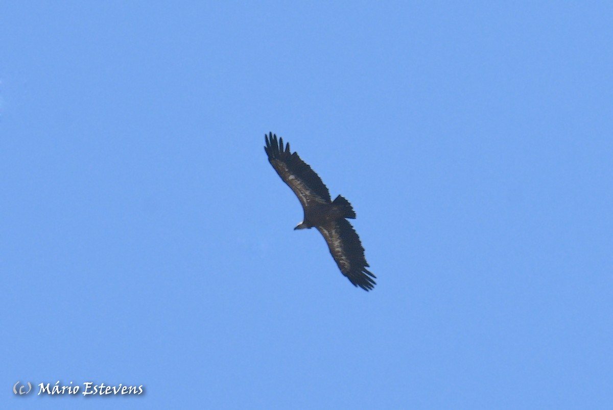 Eurasian Griffon - ML591618921