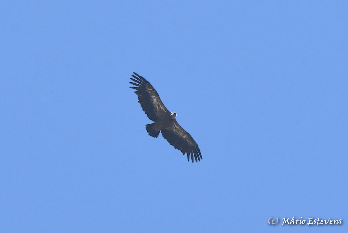 Eurasian Griffon - Mário Estevens