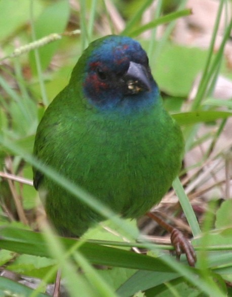 Fiji Parrotfinch - ML591620451