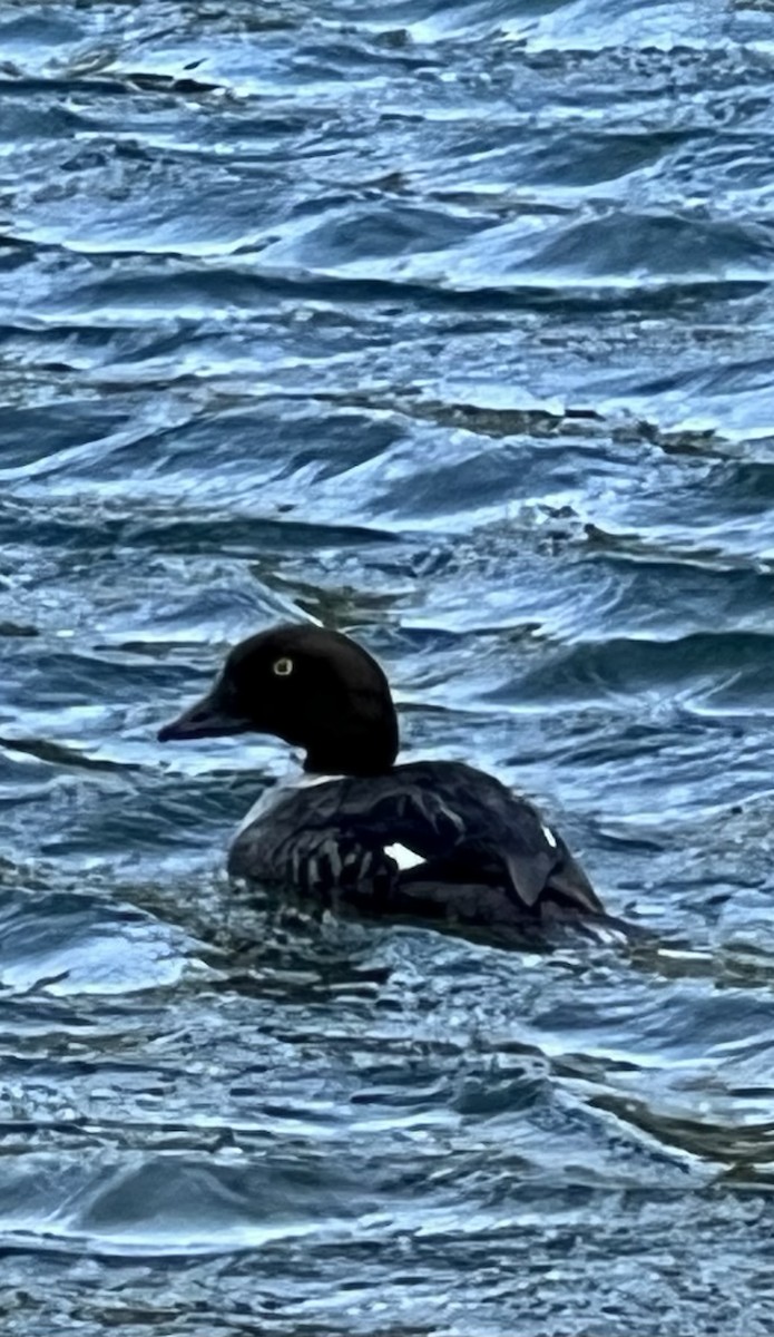 Common Goldeneye - ML591624011