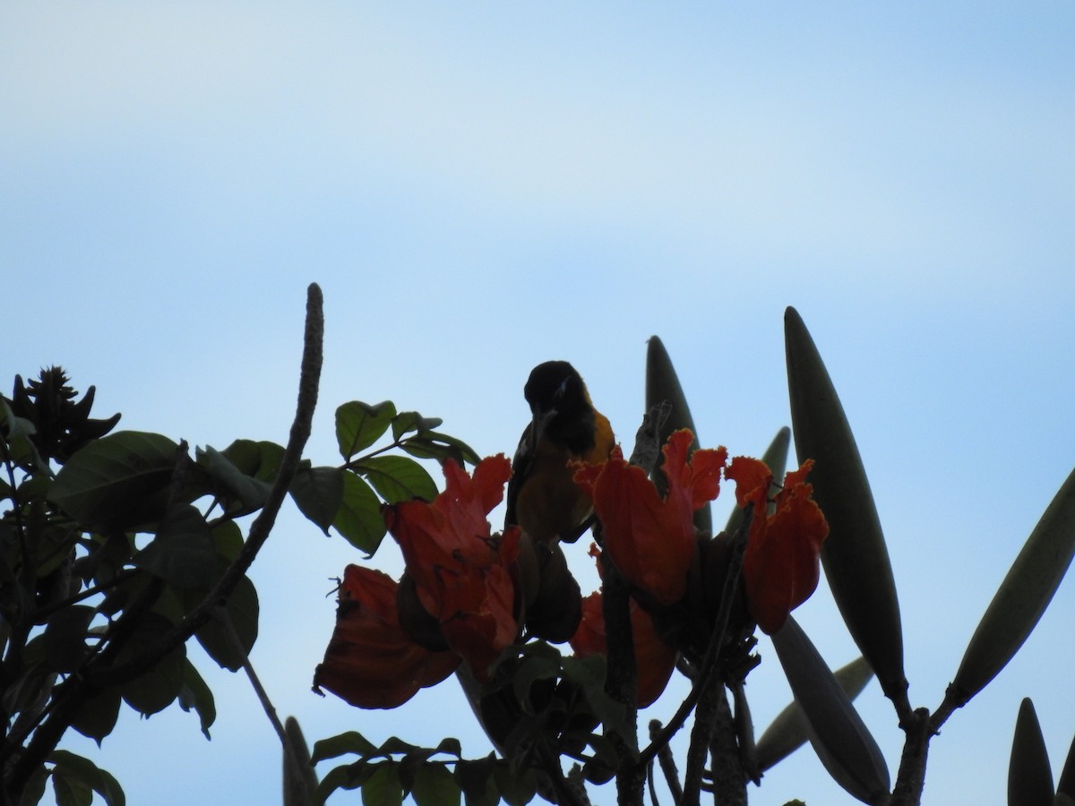 Venezuelan Troupial - Ankit Vikrant