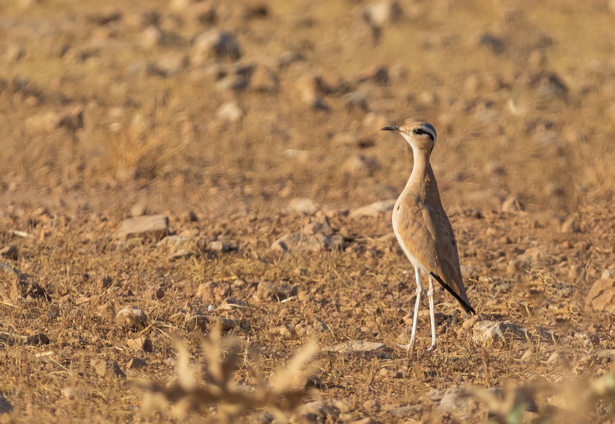 Cream-colored Courser - ML591624571