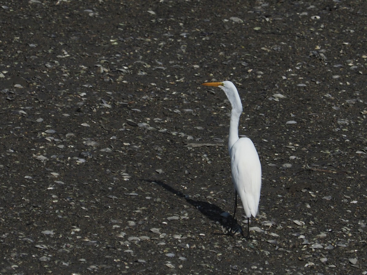 Great Egret - ML591624661