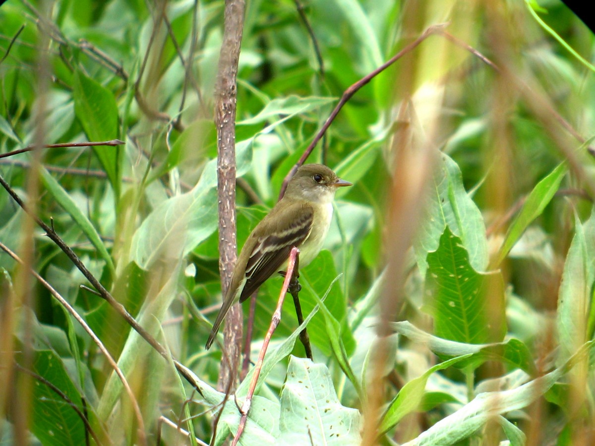 Willow Flycatcher - ML59162571