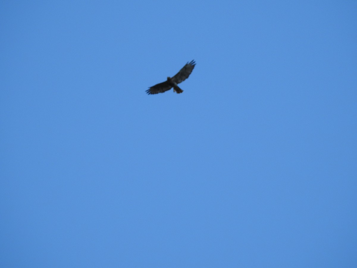 Red-tailed Hawk - Ankit Vikrant