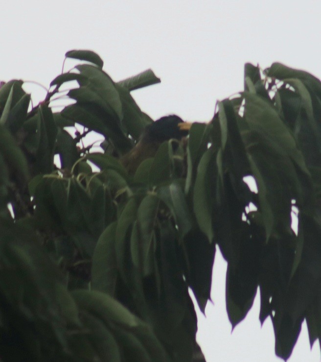 Great Barbet - ML591626201