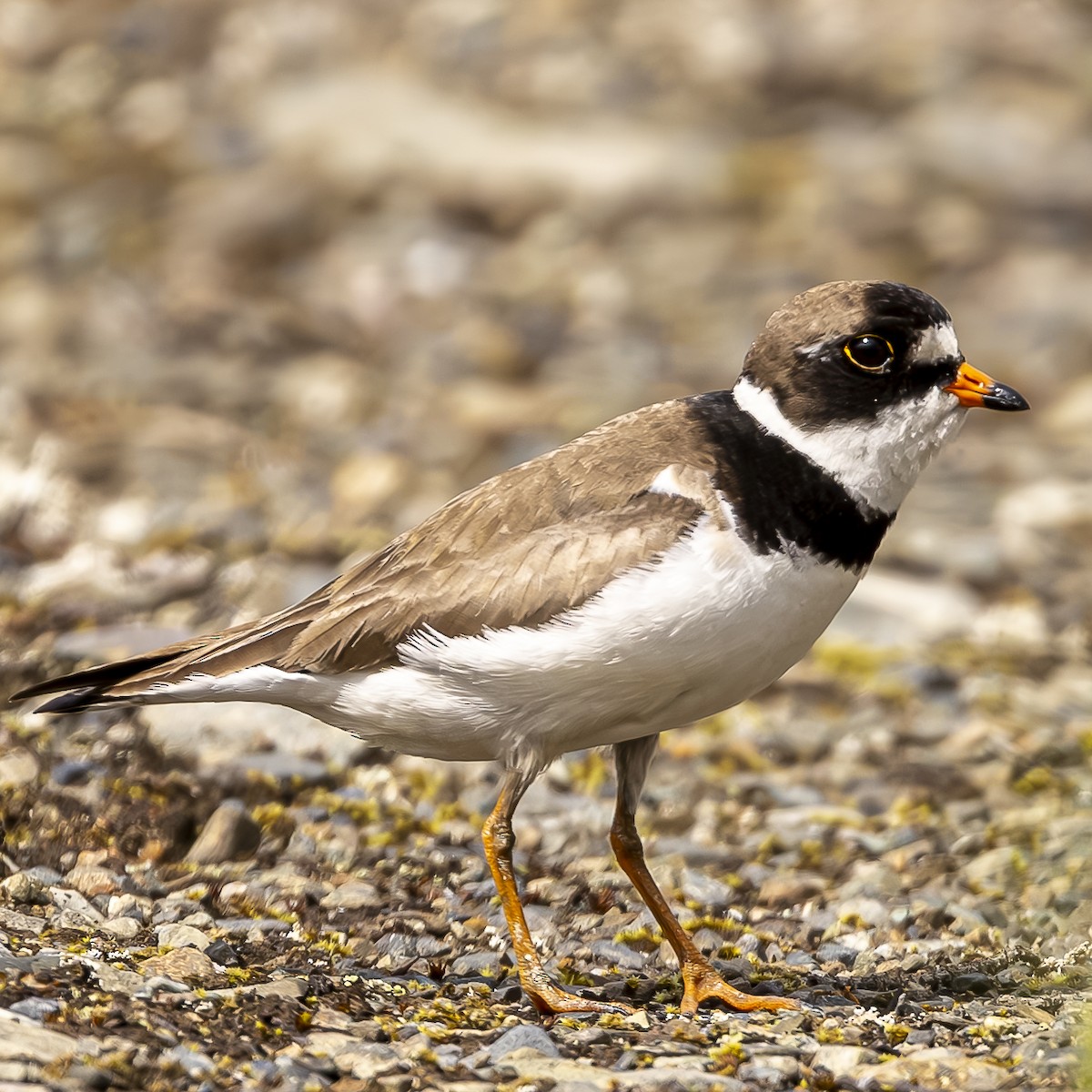 Semipalmated Plover - ML591626471