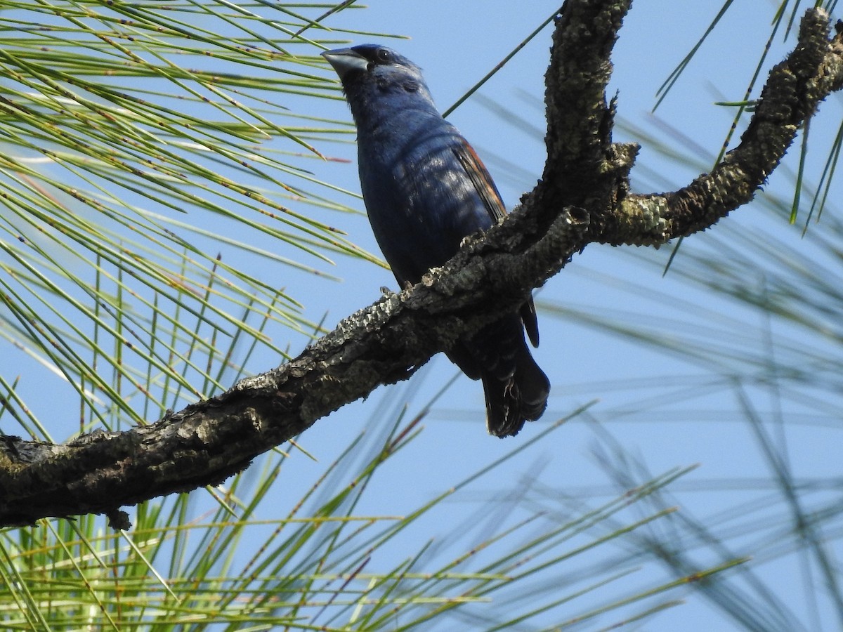 Blue Grosbeak - ML591627261