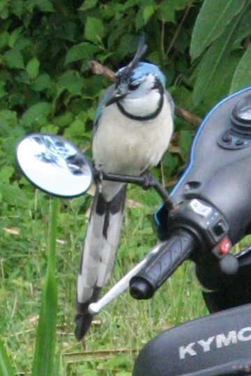 White-throated Magpie-Jay - Jonás C Agullo-Brotons