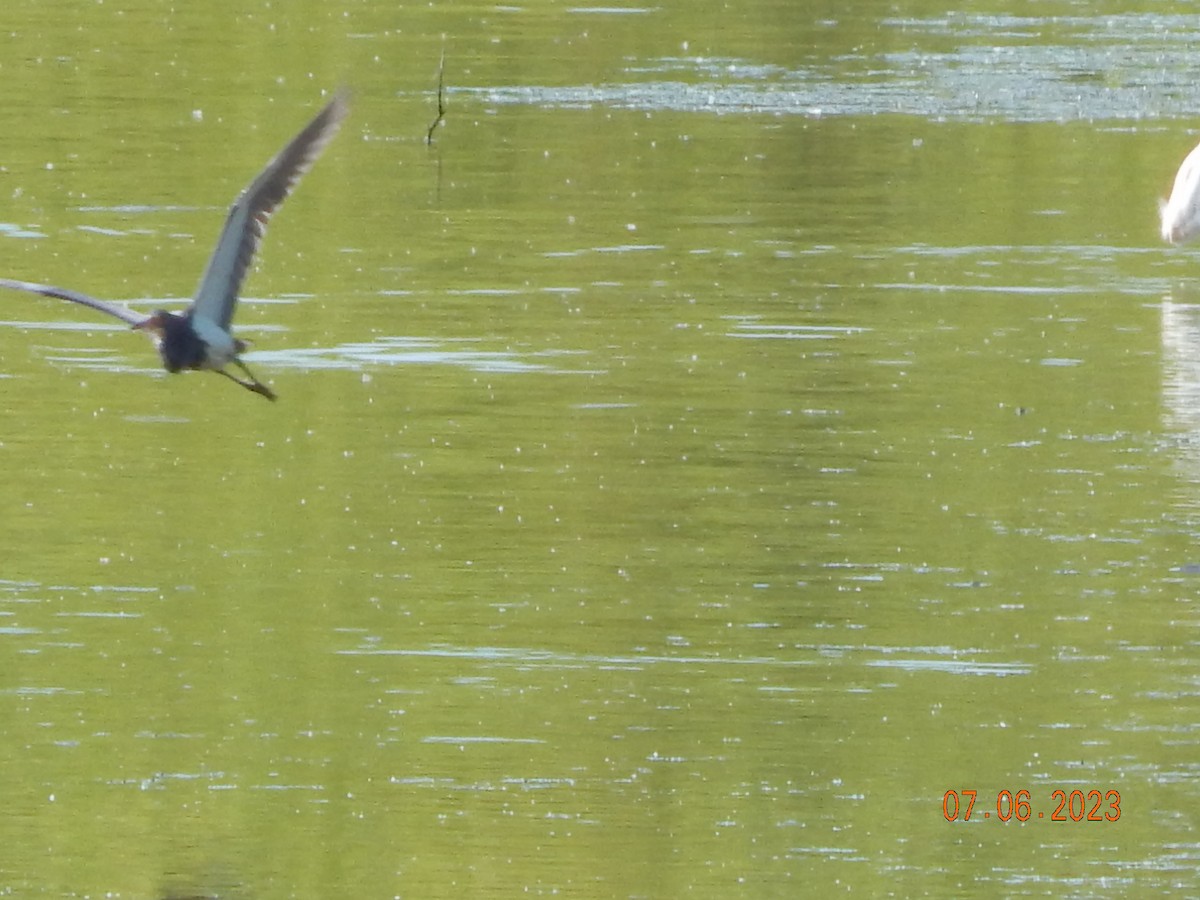 Tricolored Heron - ML591629061