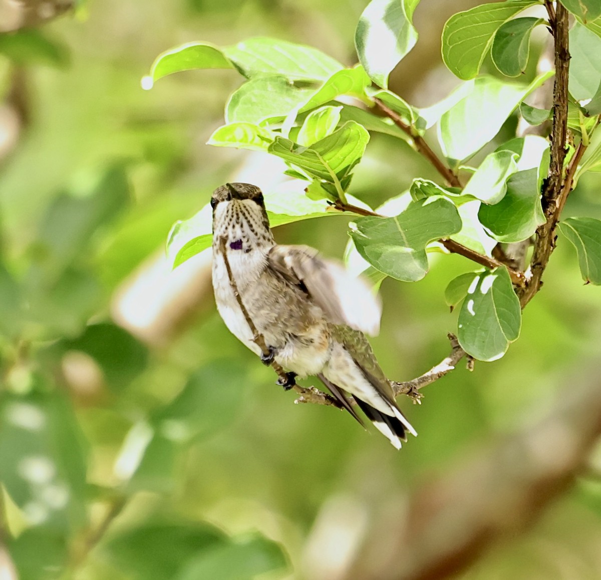 Black-chinned Hummingbird - Sandie Lee Parker