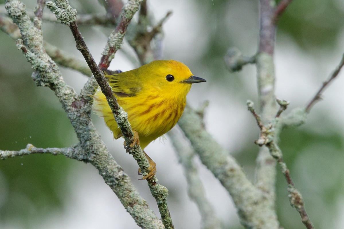 Yellow Warbler - George Forsyth