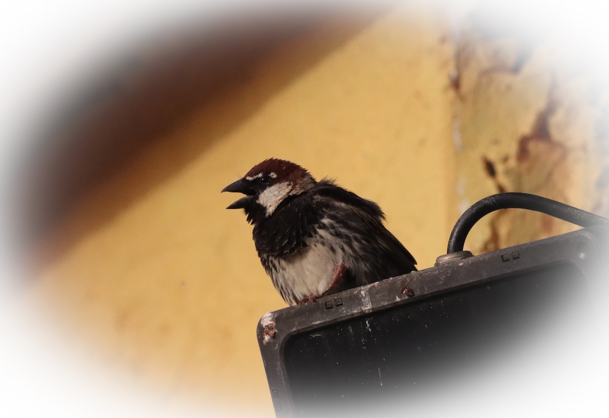 Spanish Sparrow - ML591629891