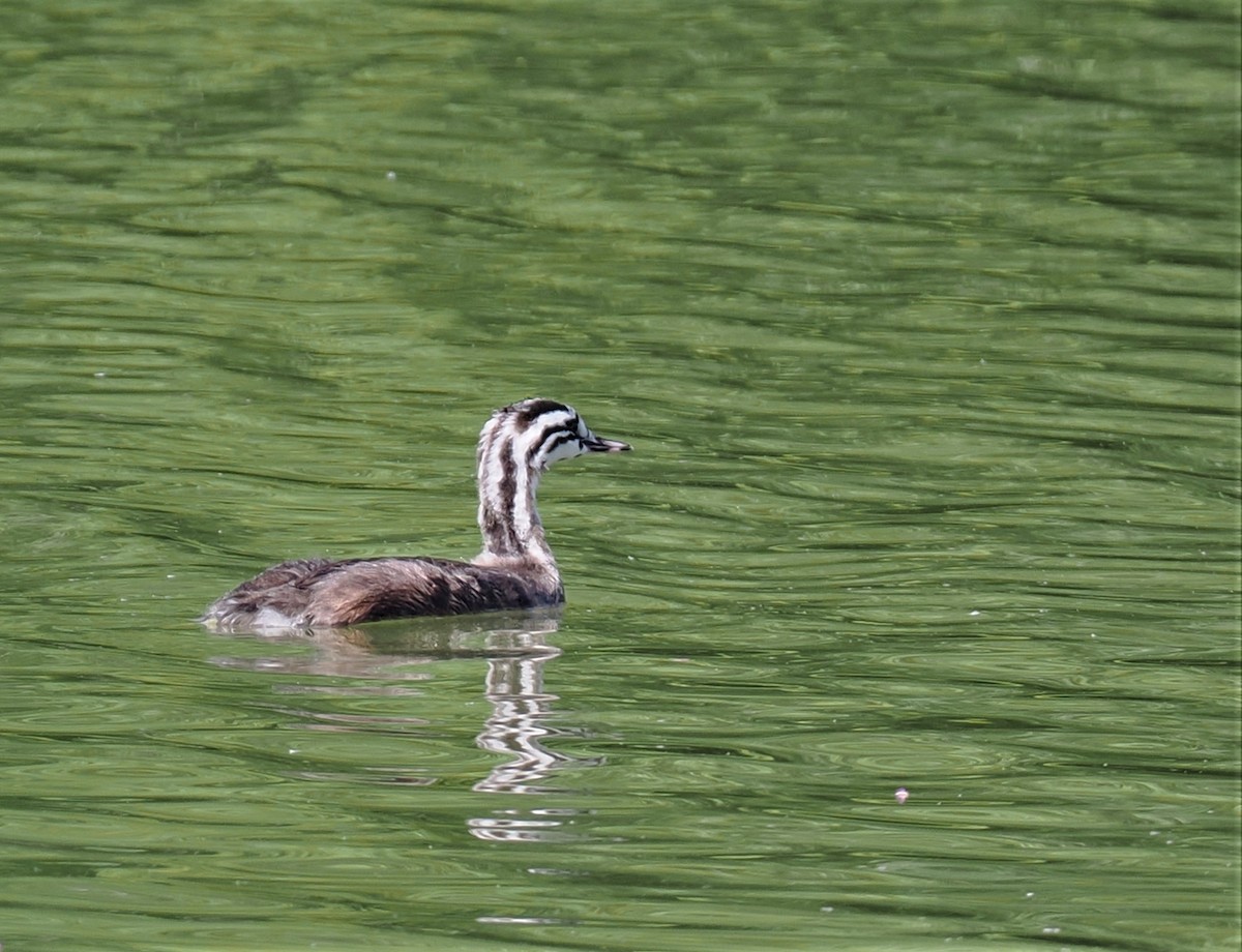 Great Crested Grebe - ML591630021