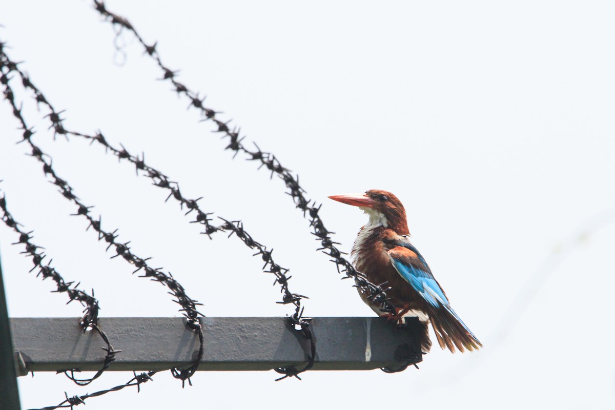 White-throated Kingfisher - ML591630121