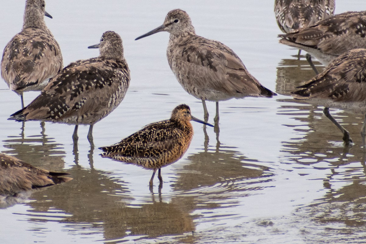 kortnebbekkasinsnipe - ML591630821