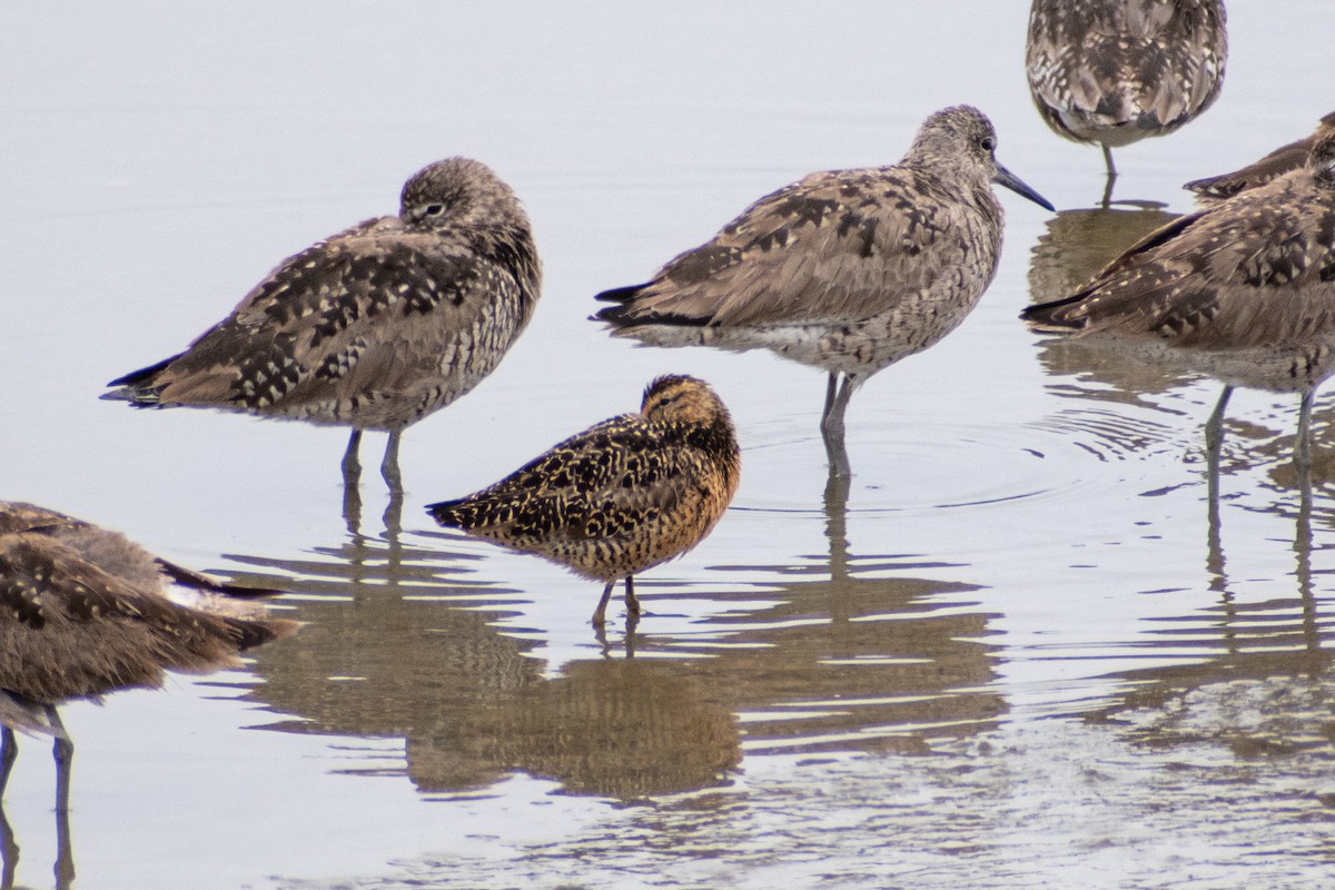 kortnebbekkasinsnipe - ML591630831