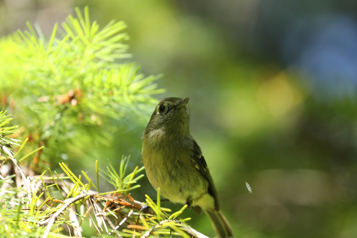 Vireo de Hutton - ML591630951