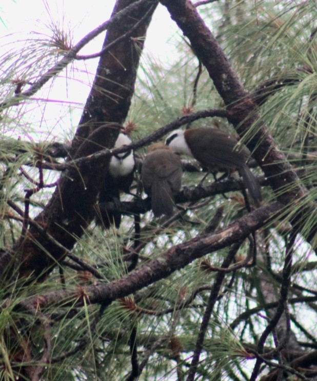 White-crested Laughingthrush - ML591631101