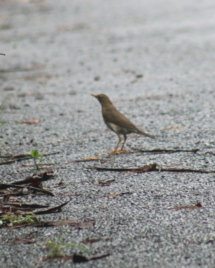 Tickell's Thrush - ML591631151