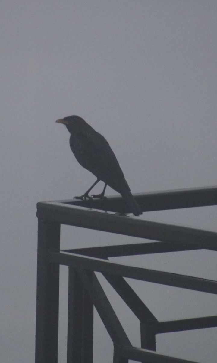 Blue Whistling-Thrush - Sabarni Sarker