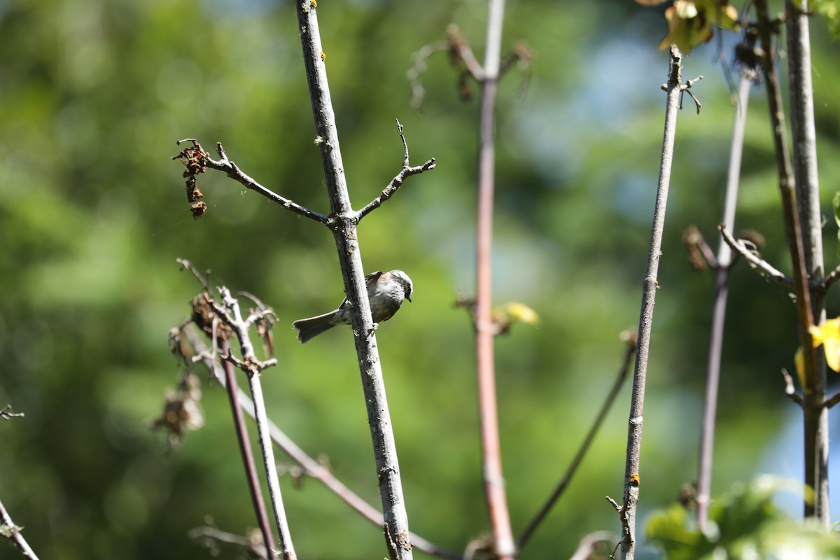 Chestnut-backed Chickadee - Chuck Gates