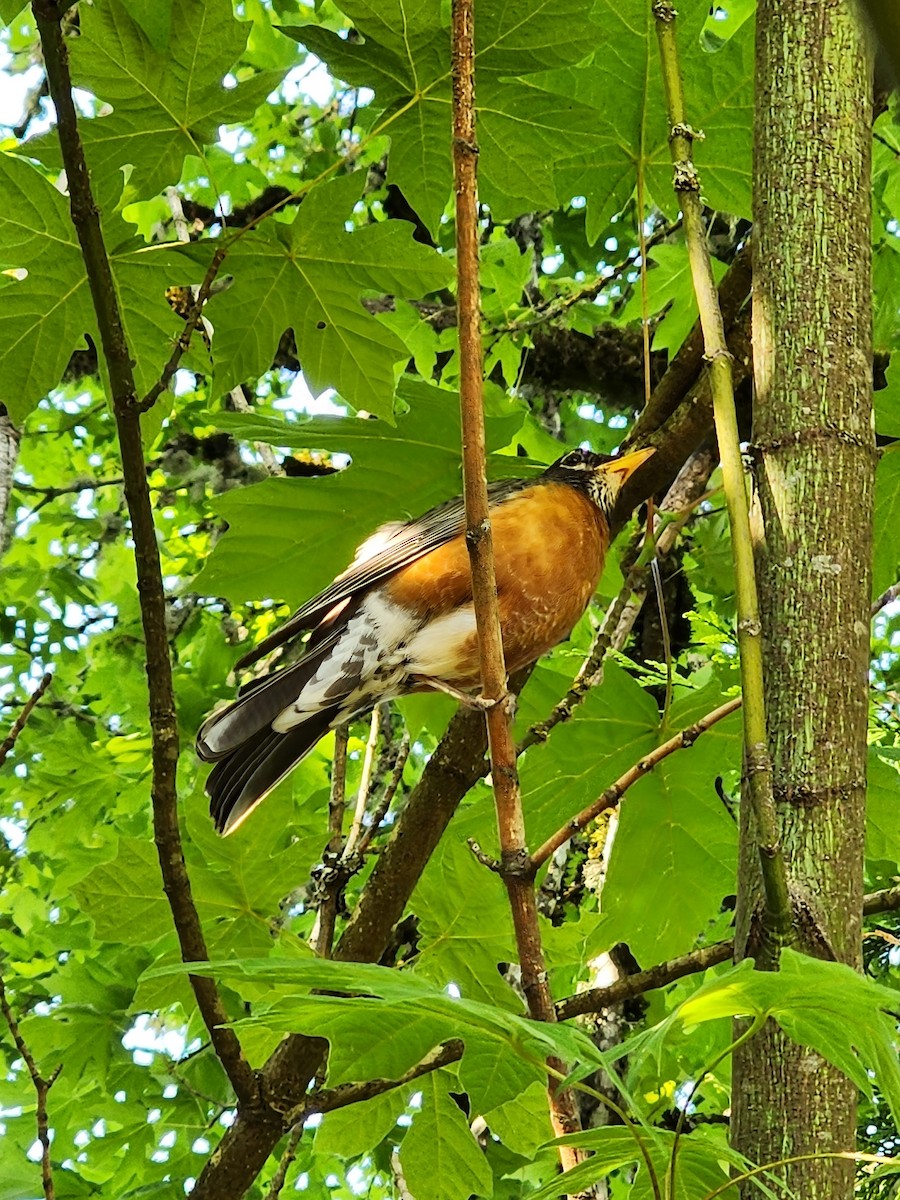 American Robin - ML591631301