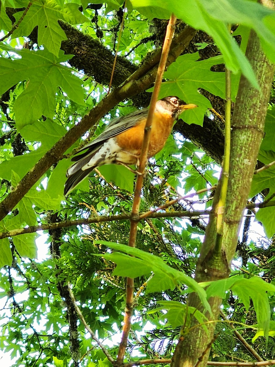 American Robin - ML591631311