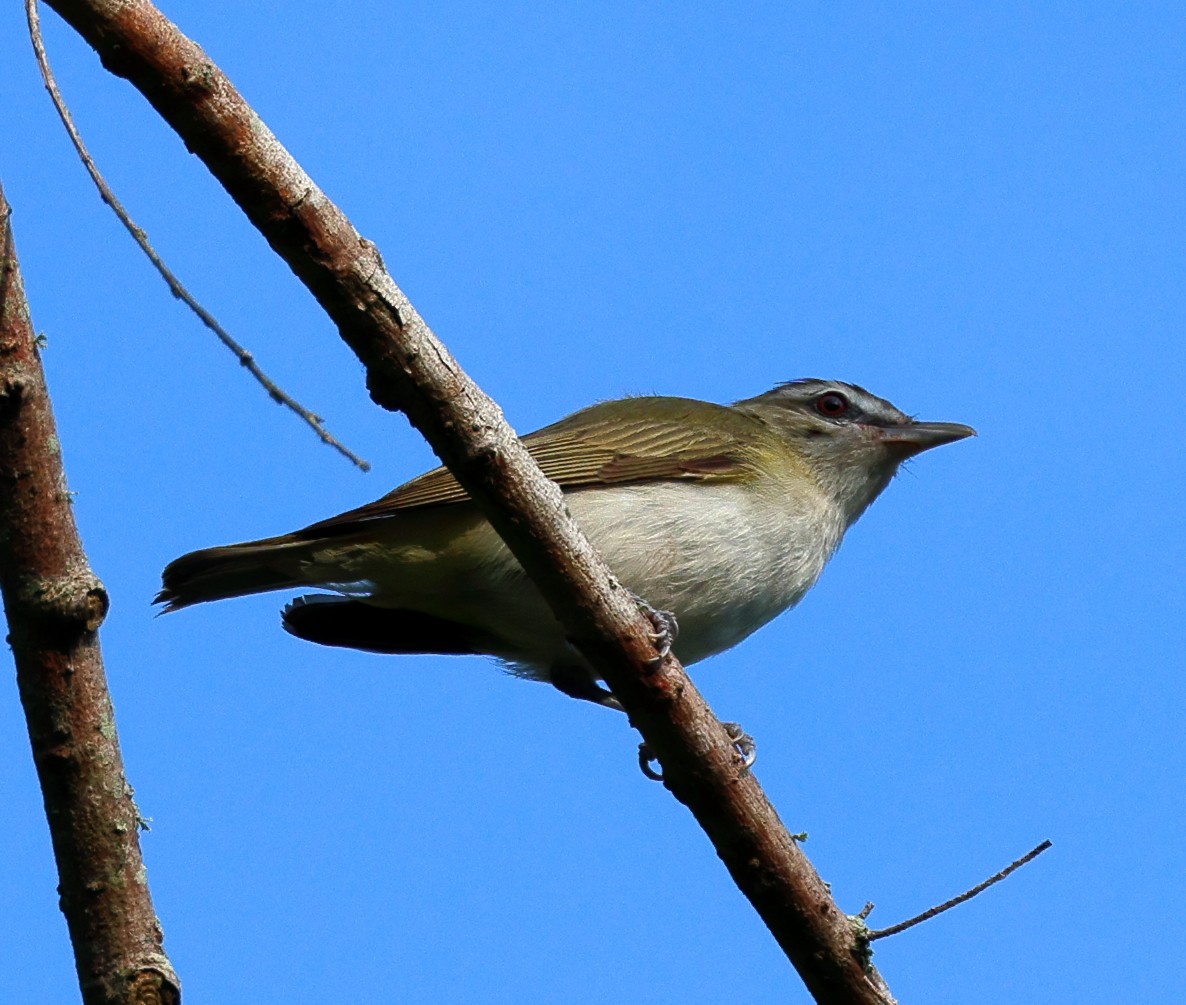 Kızıl Gözlü Vireo - ML591631551