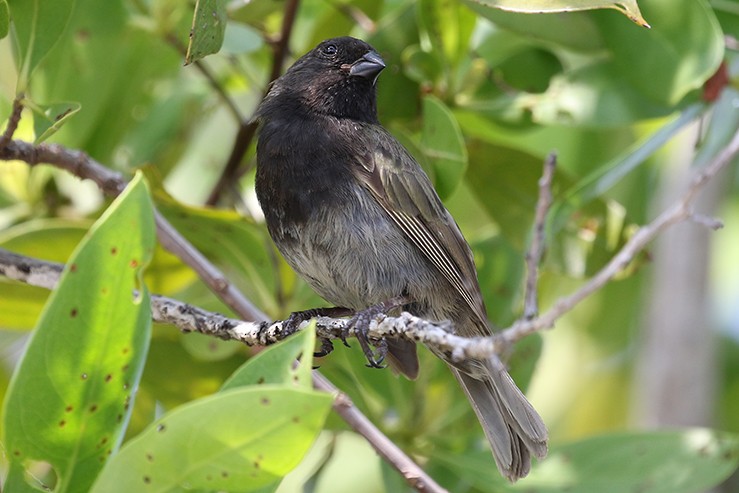 Black-faced Grassquit - ML591631601