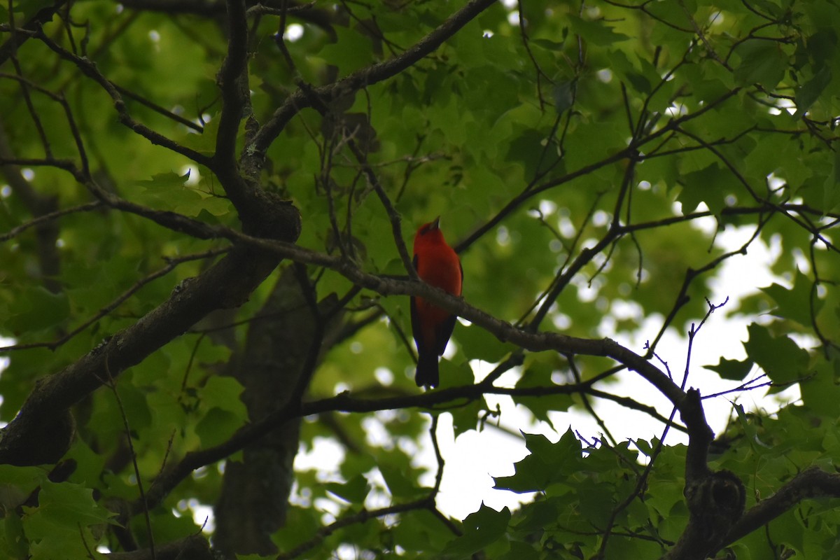 Scarlet Tanager - ML591631901