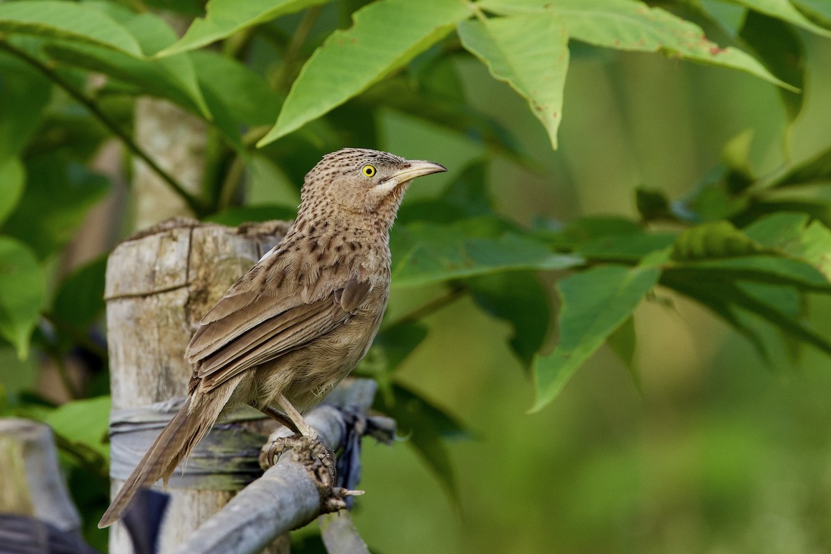 Striated Babbler - Sourav Mandal