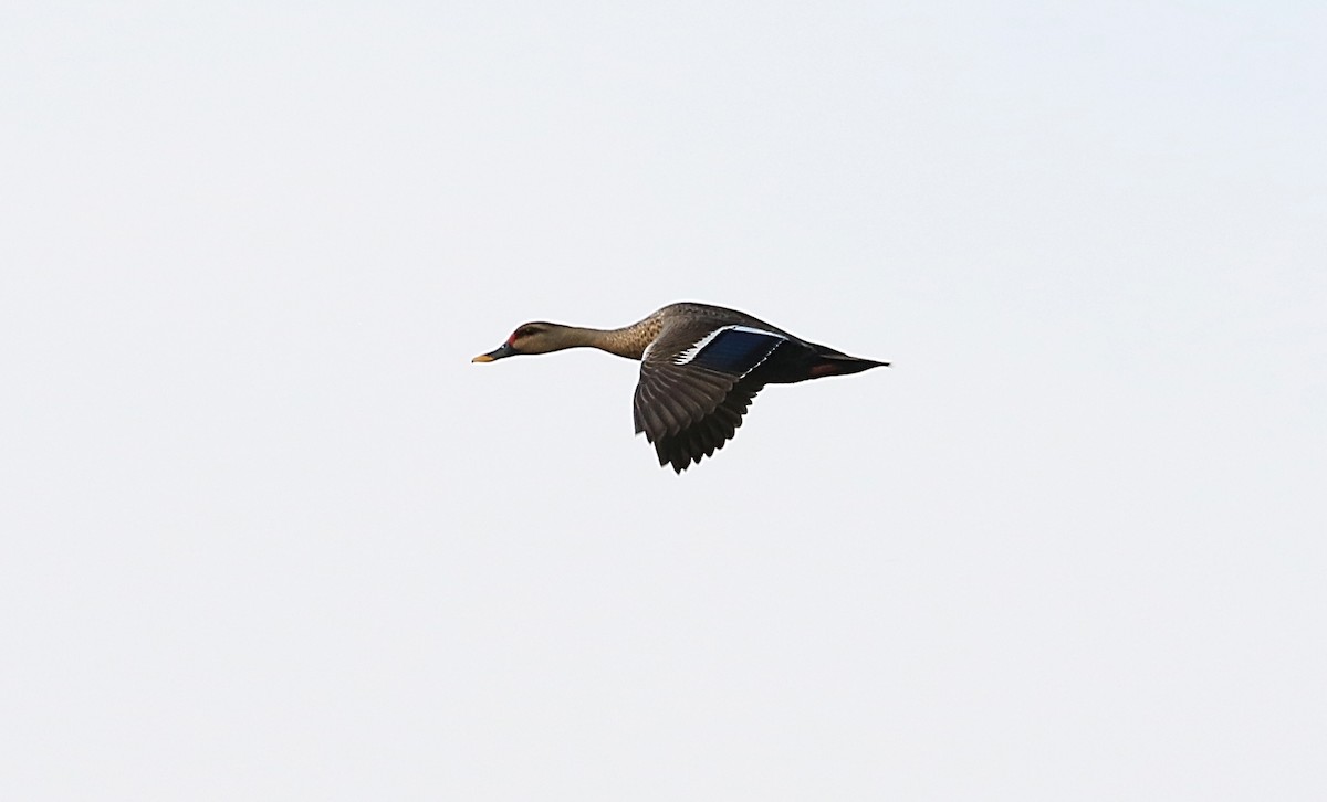 Indian Spot-billed Duck - ML591633331