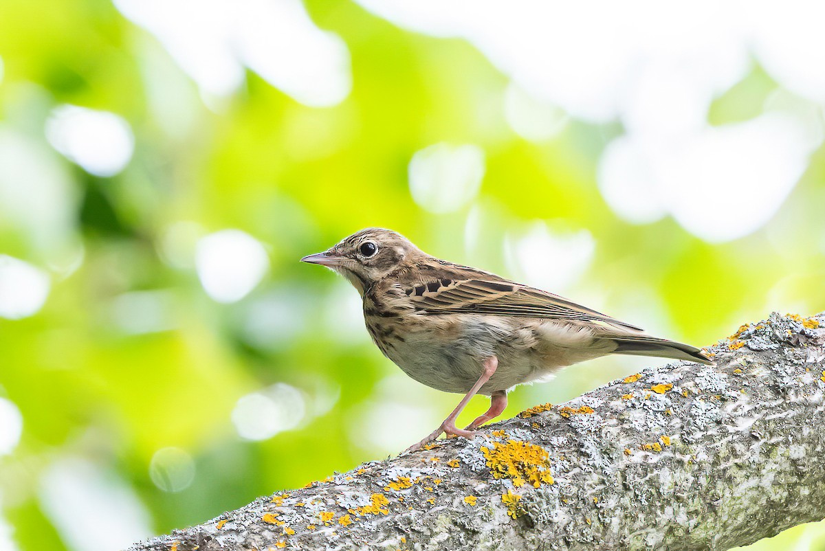 Tree Pipit - Manuel Fernandez-Bermejo