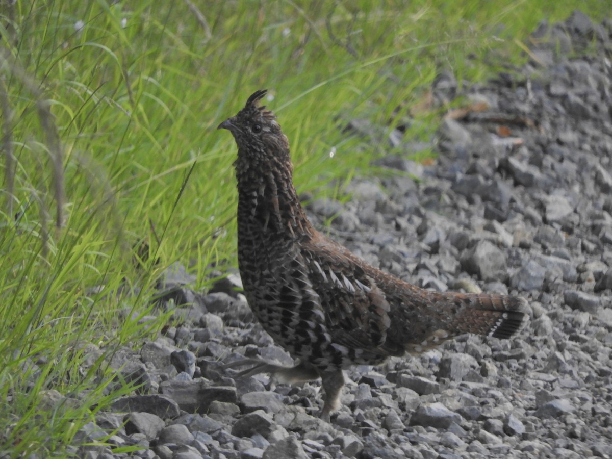 Ruffed Grouse - John McKay