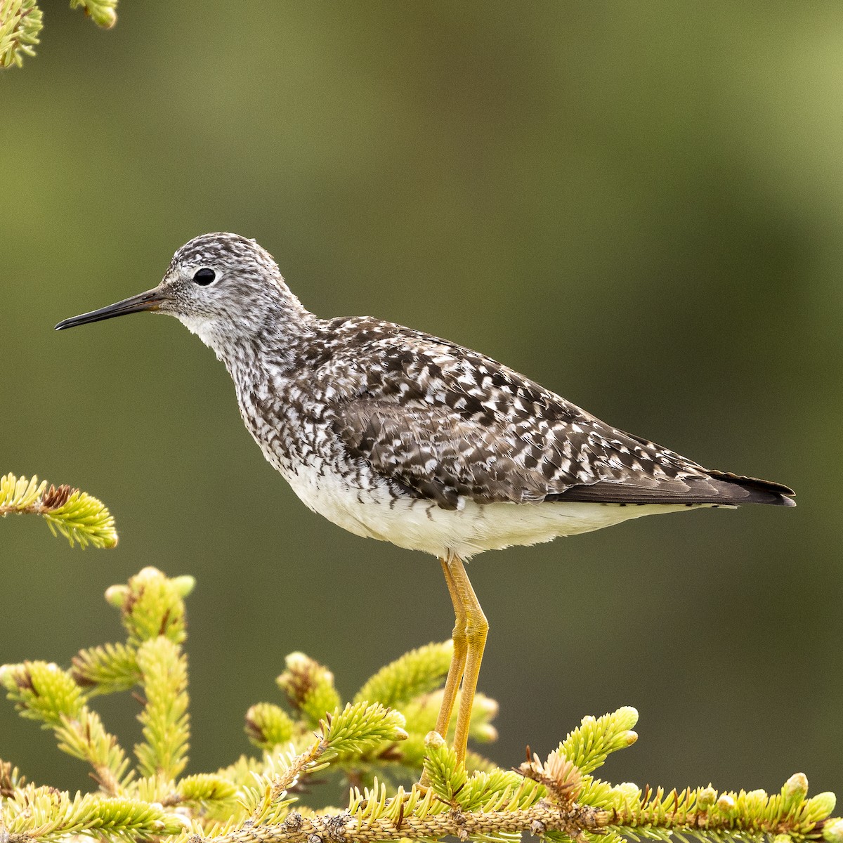 Lesser Yellowlegs - ML591636211