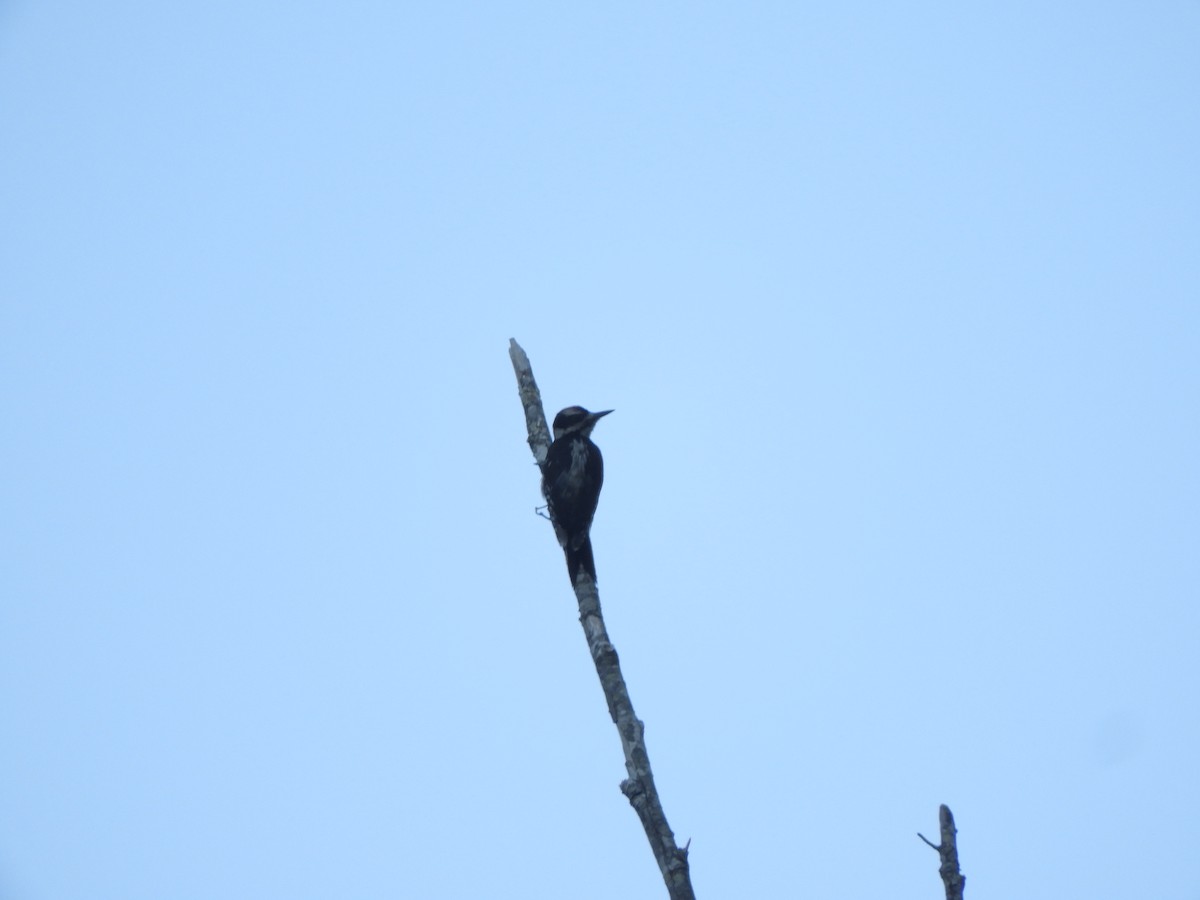 Hairy Woodpecker - ML591636251