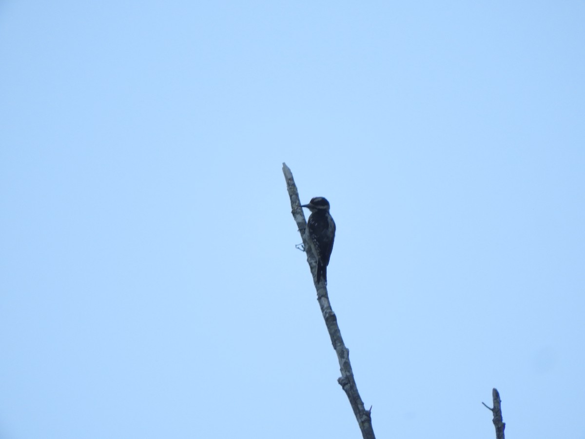 Hairy Woodpecker - ML591636271