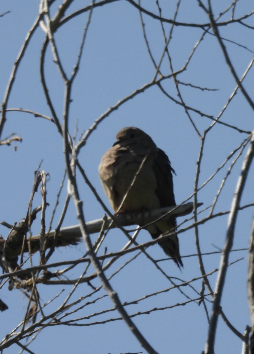 Mourning Dove - ML591636311