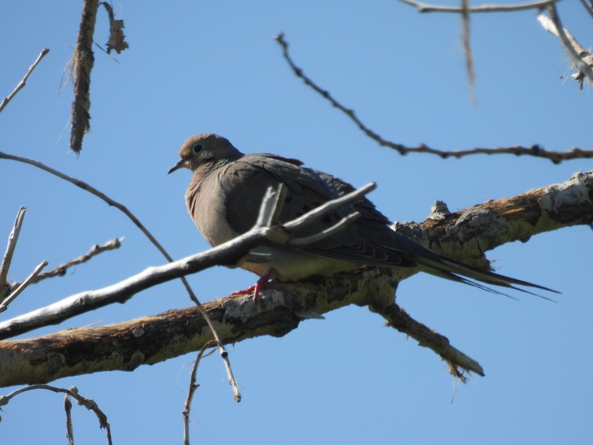 Mourning Dove - ML591636321