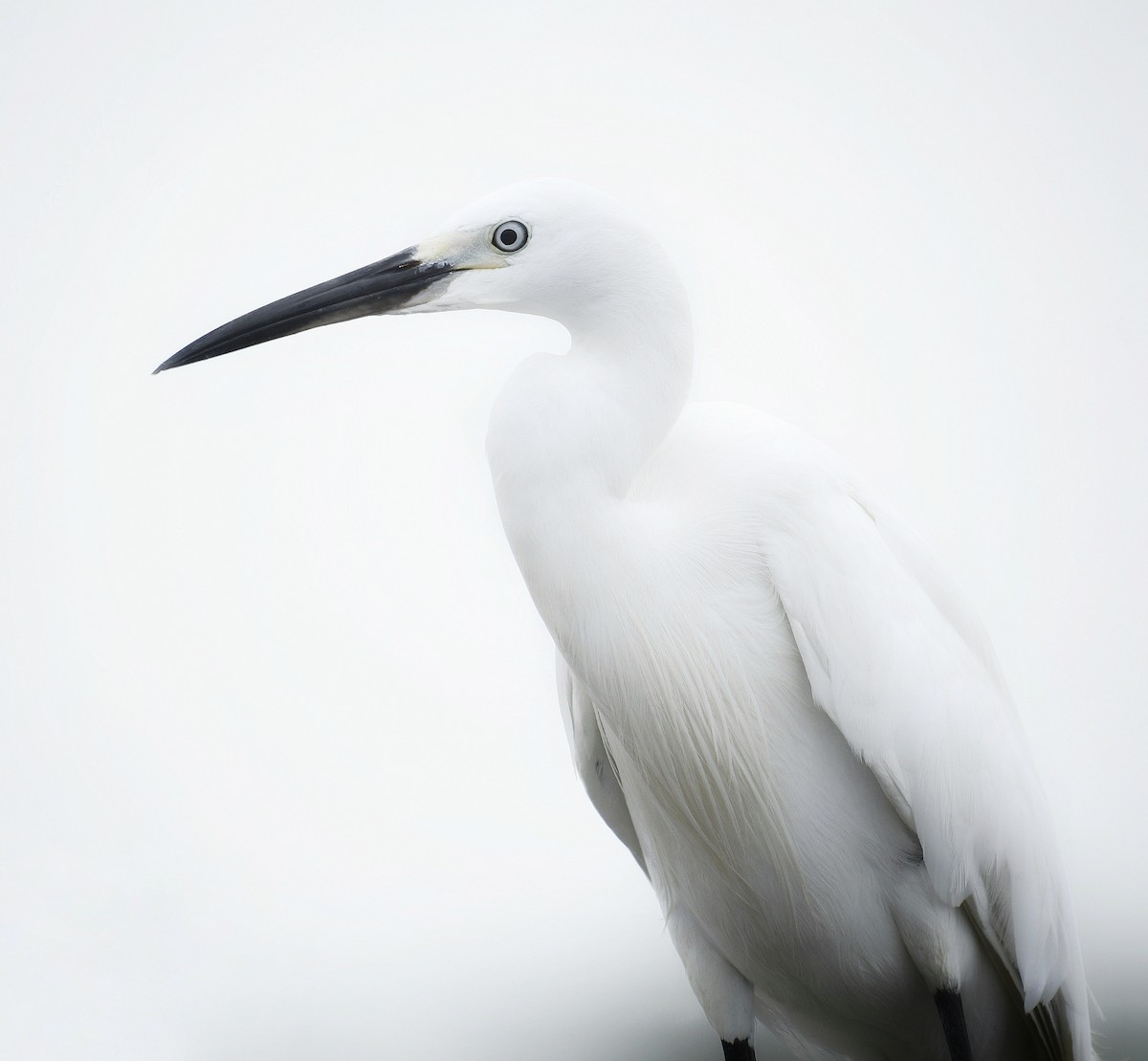 Little Egret - ML591636701