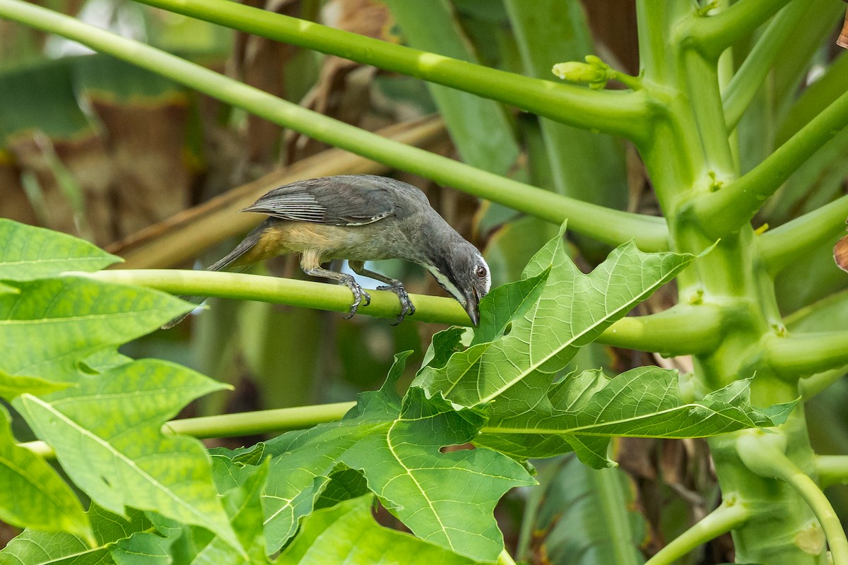 Cinnamon-bellied Saltator - ML591636821